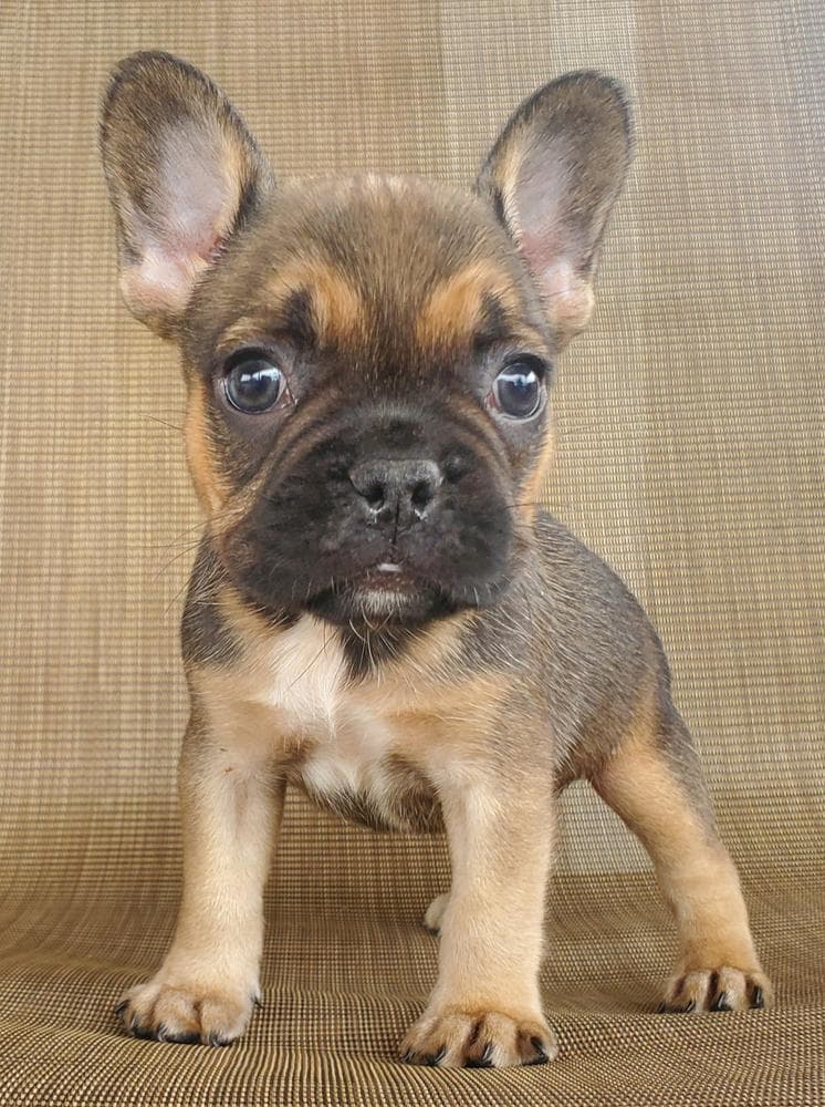 Ruger breeder image 8