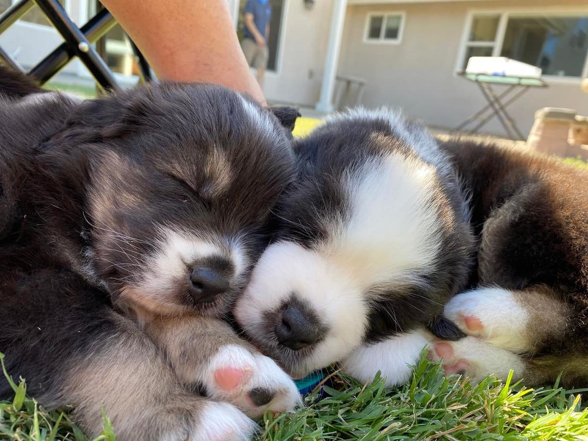 Red tri boy breeder image 7