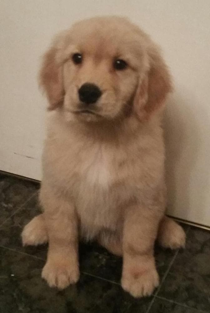 Spark Male 2 breeder image 5
