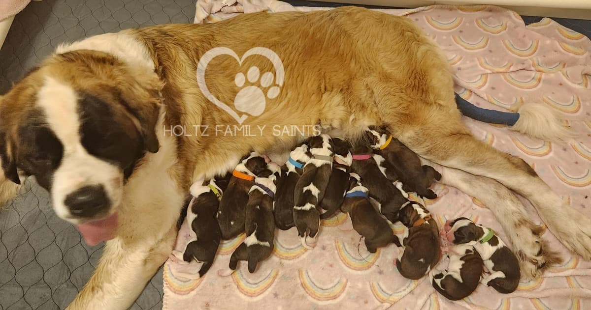 Nelli breeder image 6