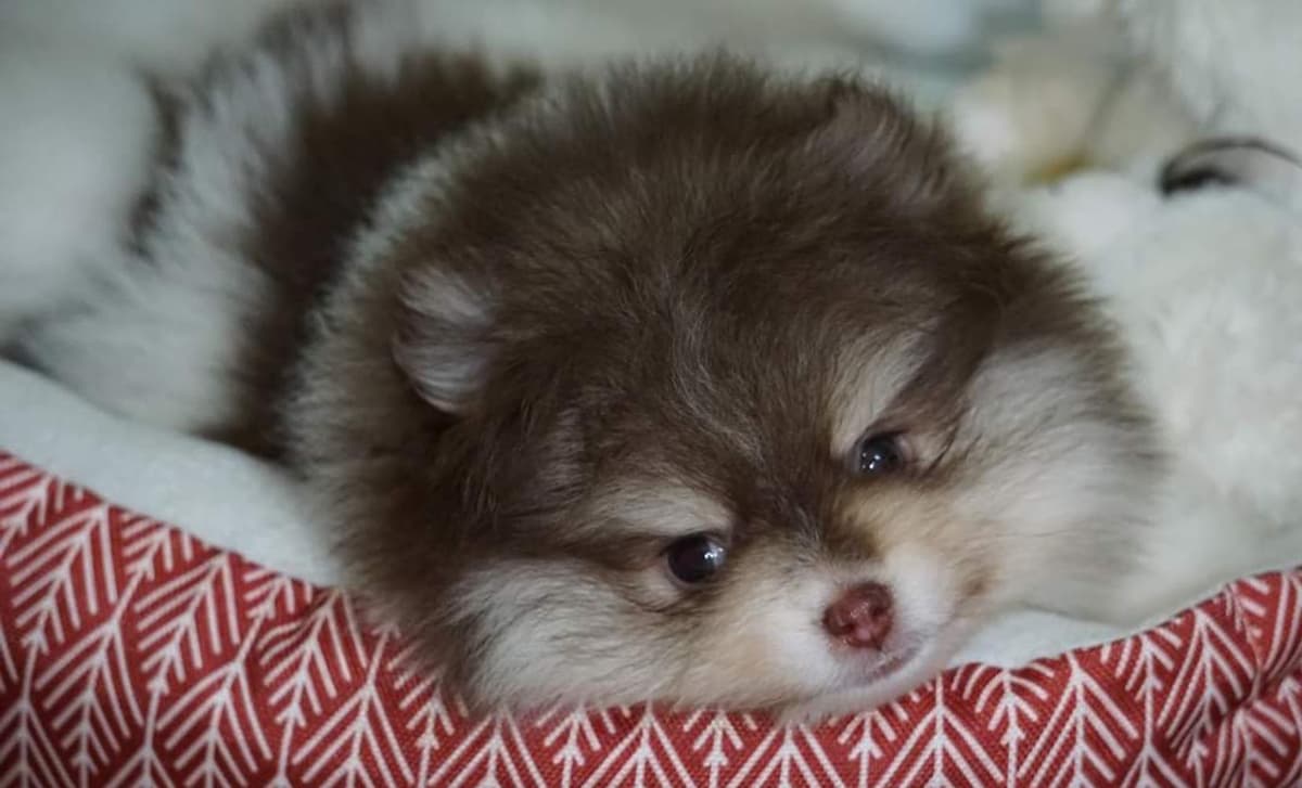 Dallas breeder image 1