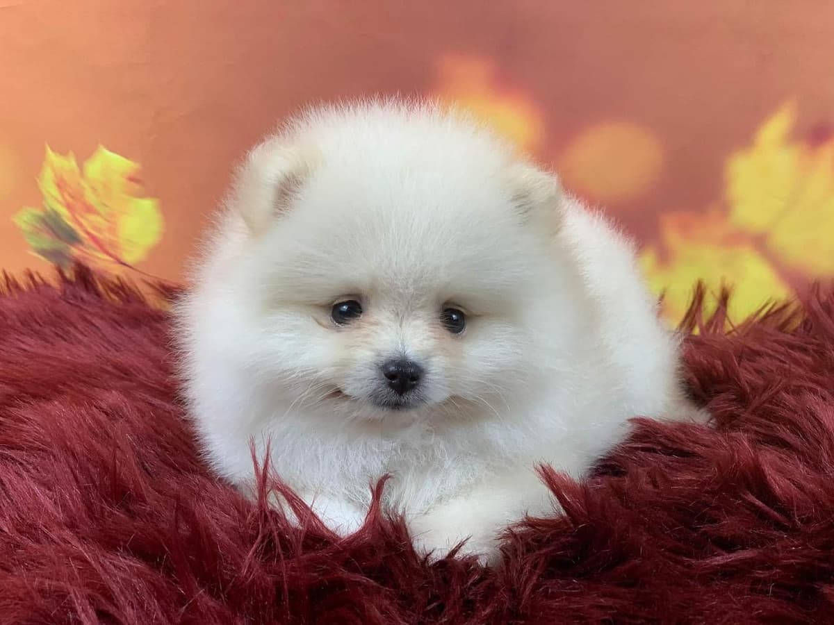 Dallas breeder image 8