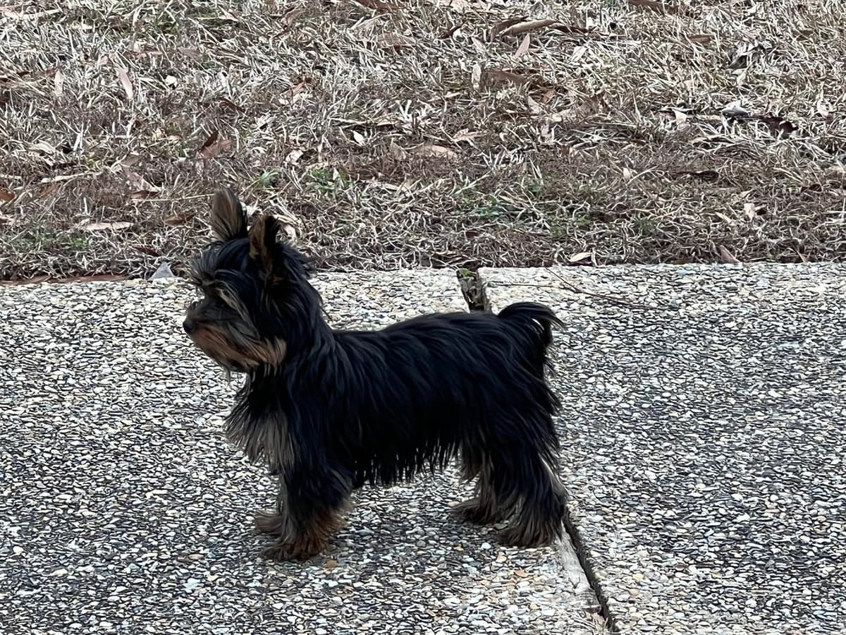 Titus breeder image 27