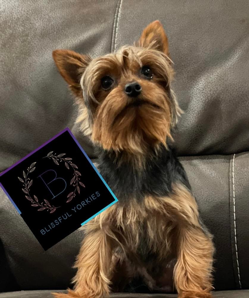 Titus breeder image 44