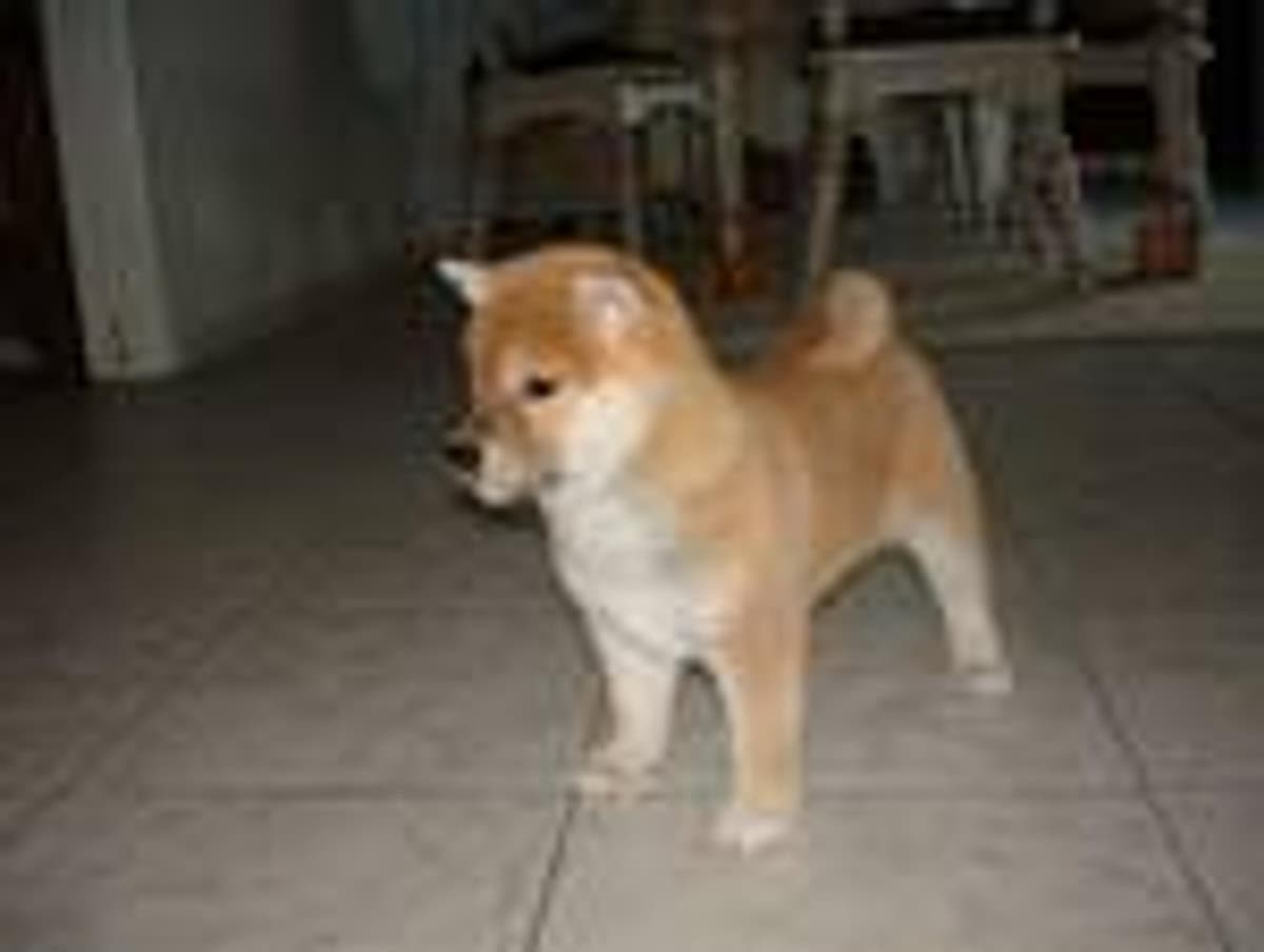 Sadie breeder image 5