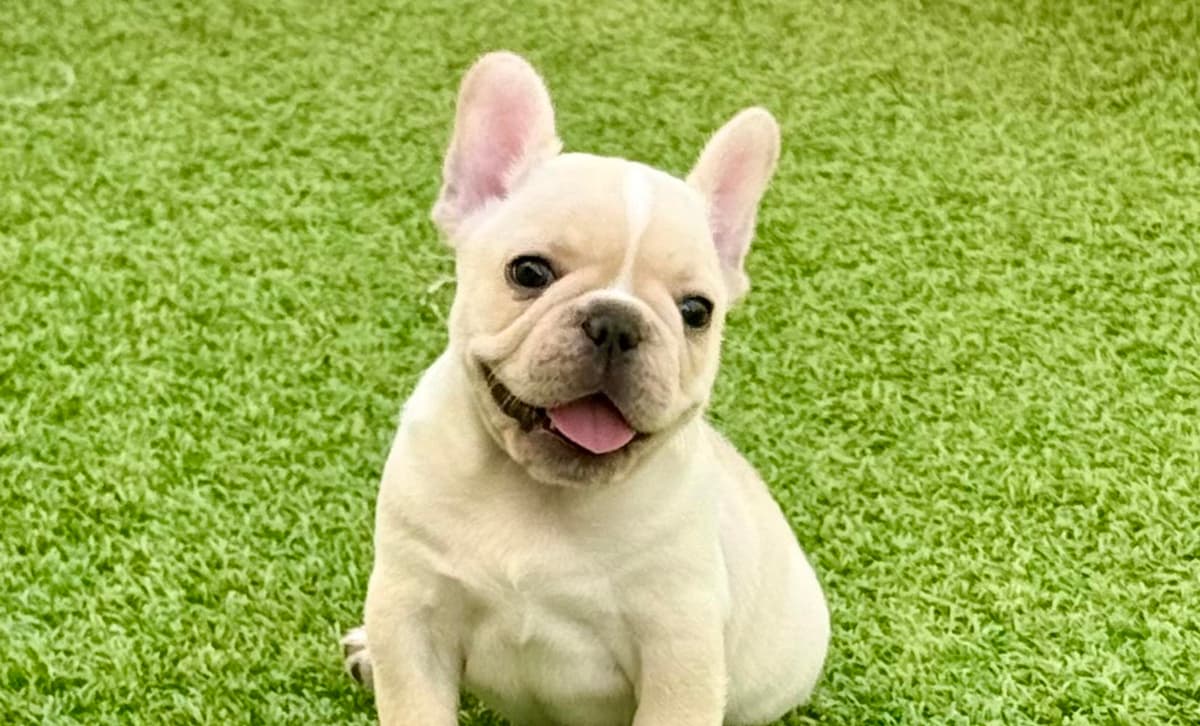 Easton breeder image 2