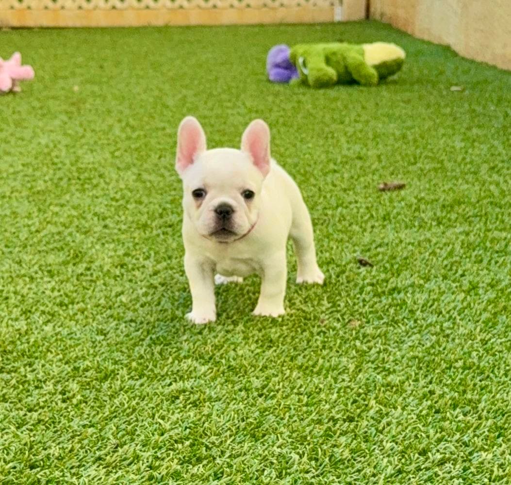 Easton breeder image 22