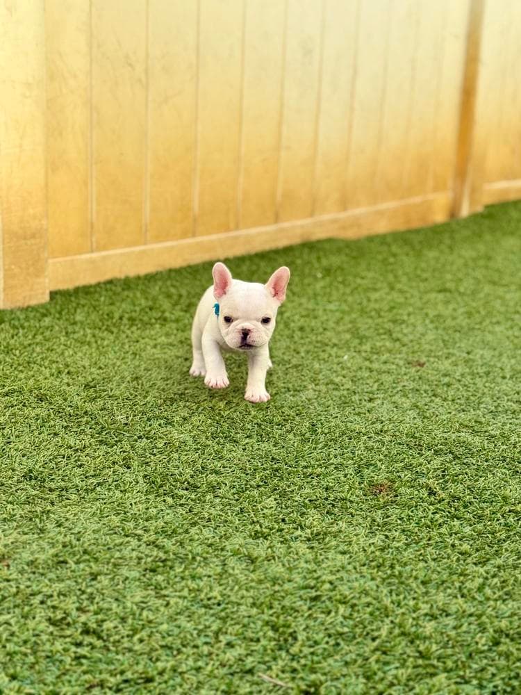 Easton breeder image 24