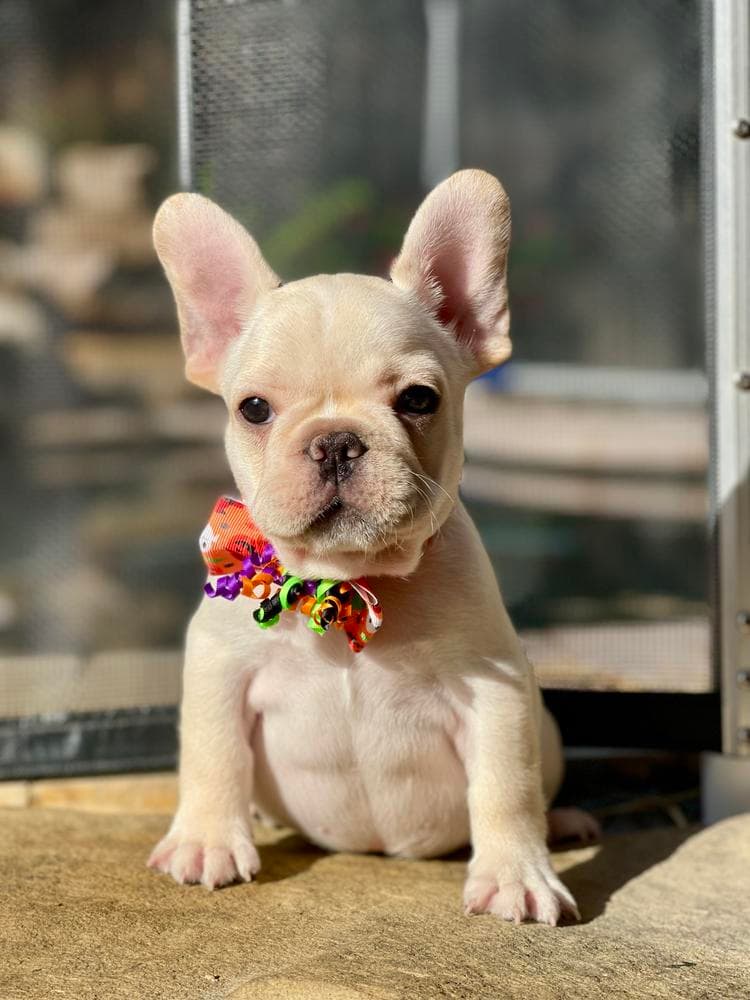 Easton breeder image 34