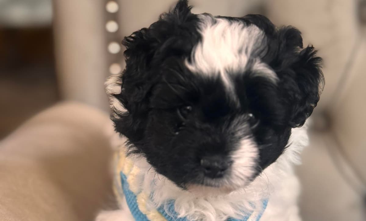 Coco Chanel breeder image 4