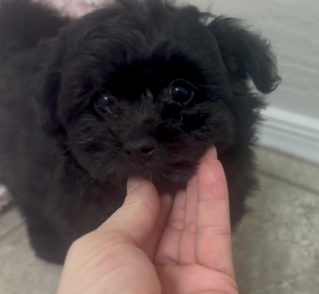 Coco Chanel breeder image 7