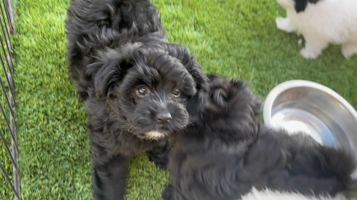 Coco Chanel breeder image 9