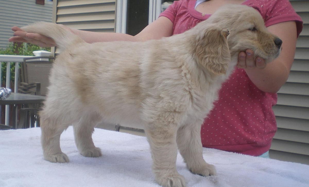 Onyx breeder image 12