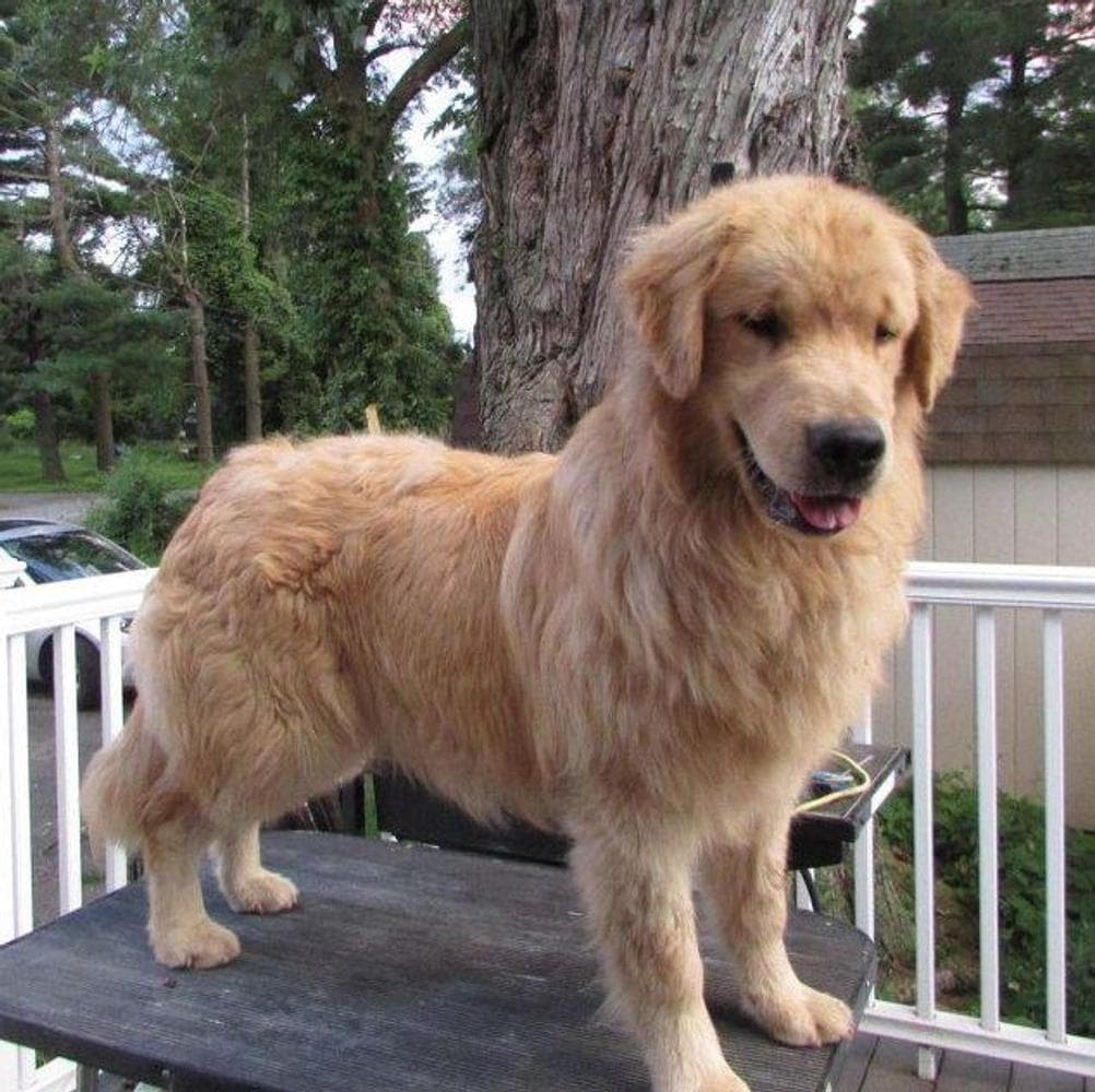 Onyx breeder image 13