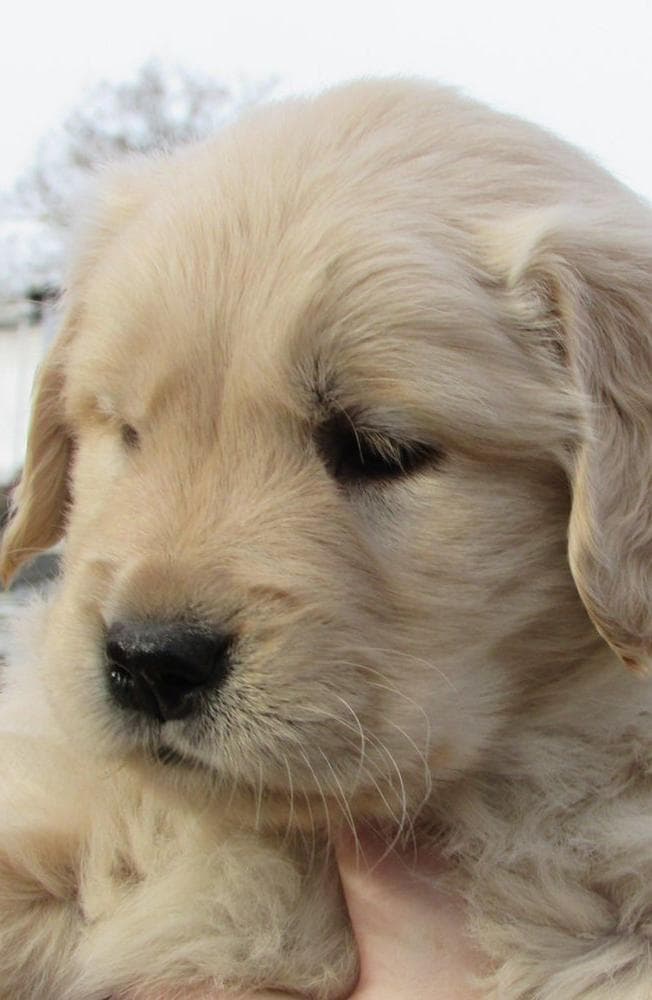 Onyx breeder image 14