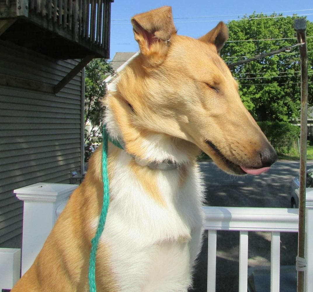 Onyx breeder image 21