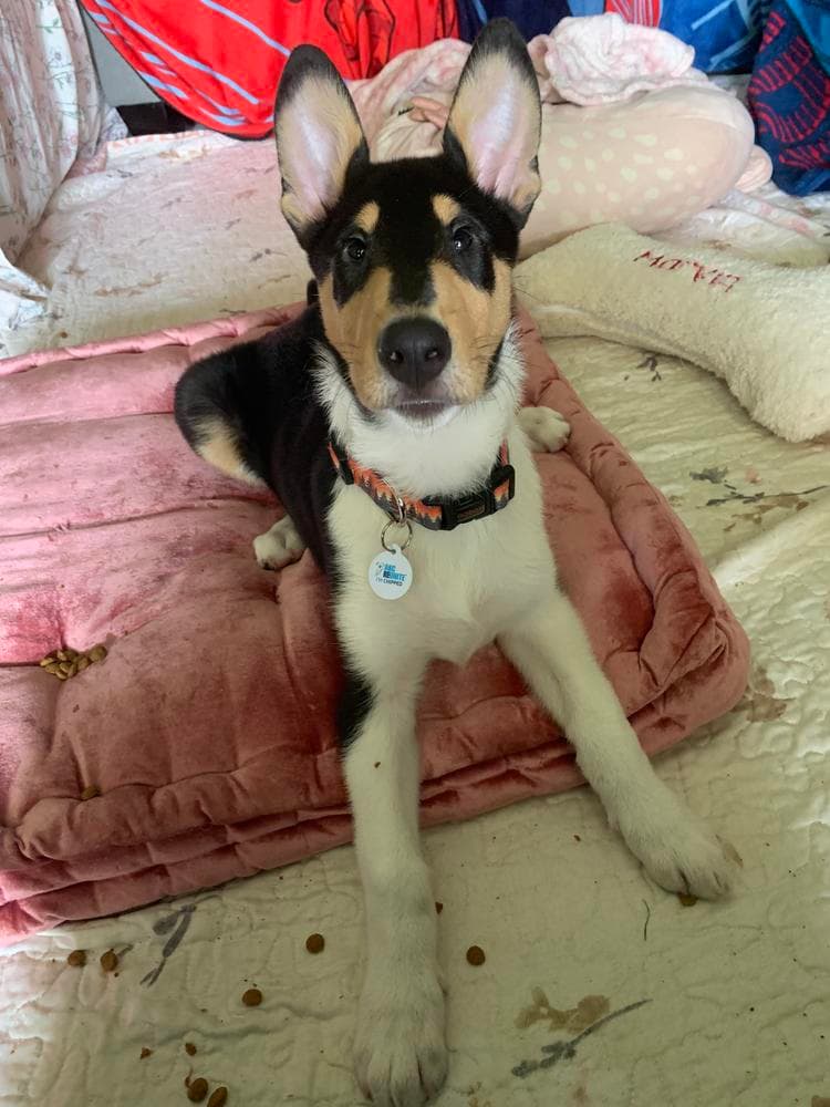 Onyx breeder image 25