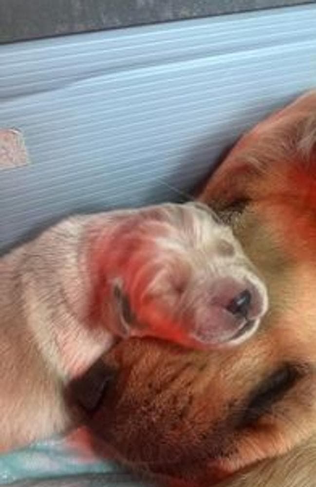 Onyx breeder image 3