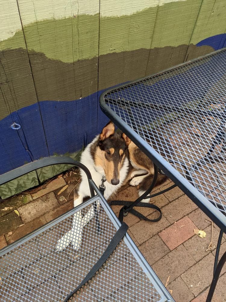Onyx breeder image 32