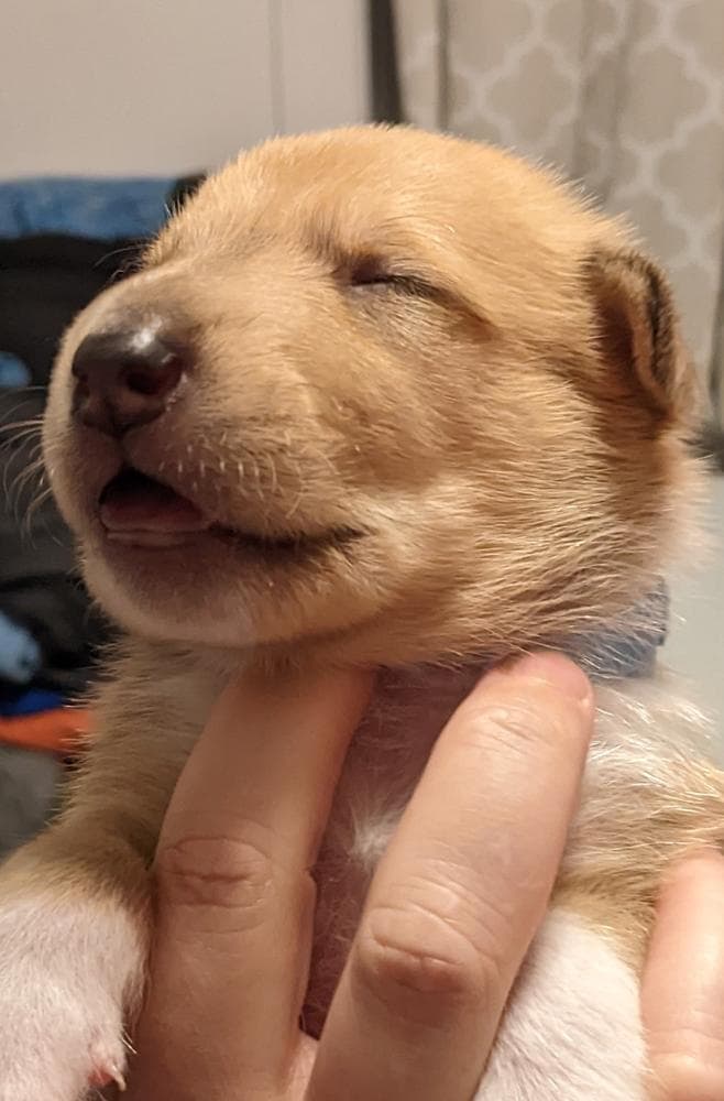 Onyx breeder image 4