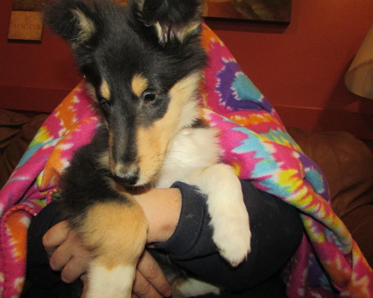 Onyx breeder image 8