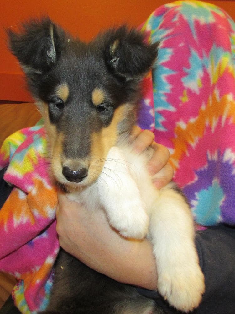 Onyx breeder image 9