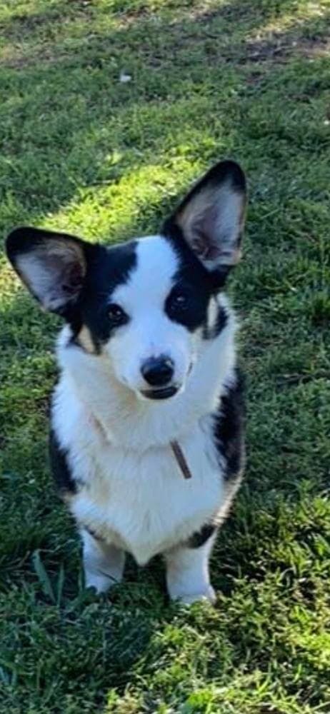 Luke breeder image 9