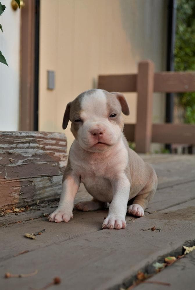 BJ breeder image 20