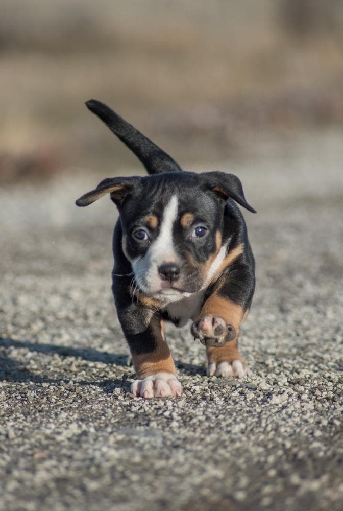 BJ breeder image 28