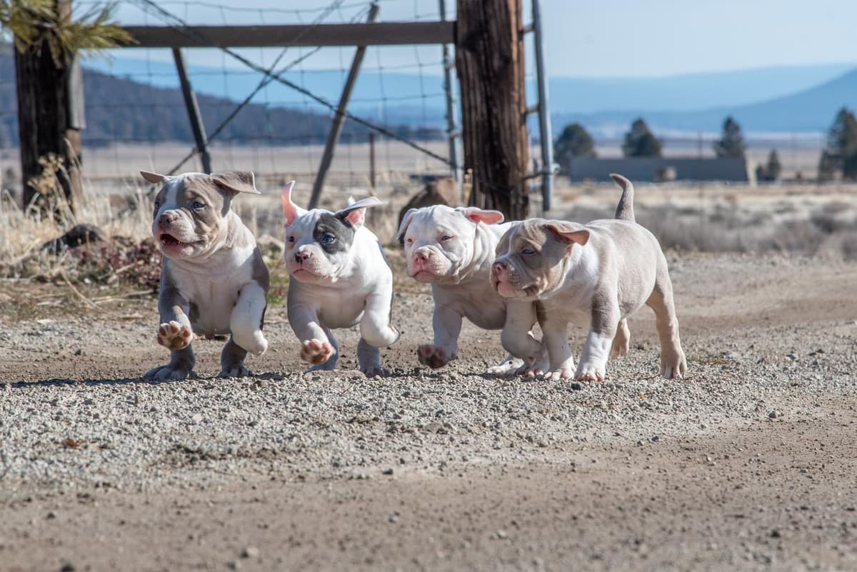 BJ breeder image 34
