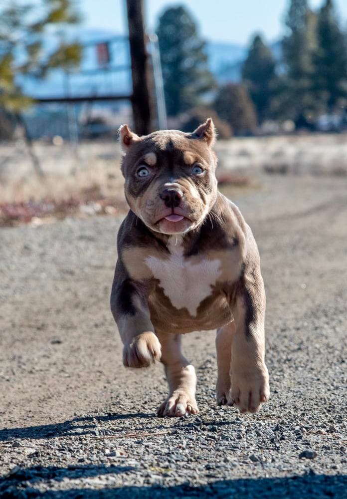 BJ breeder image 35