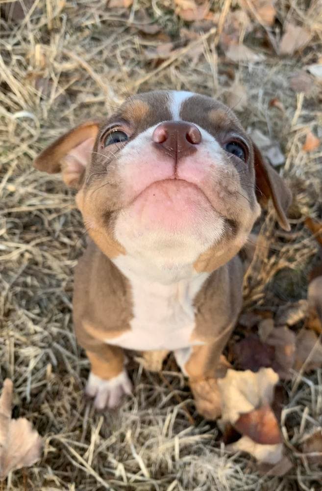 BJ breeder image 38