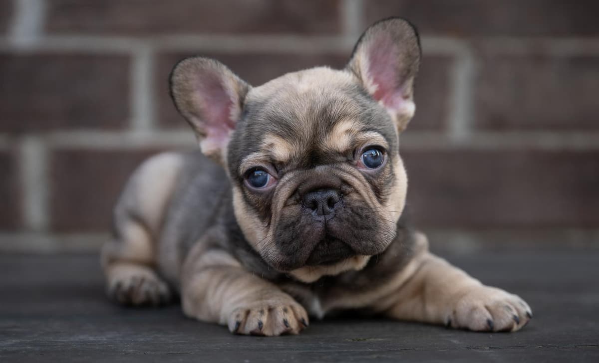 BJ breeder image 4
