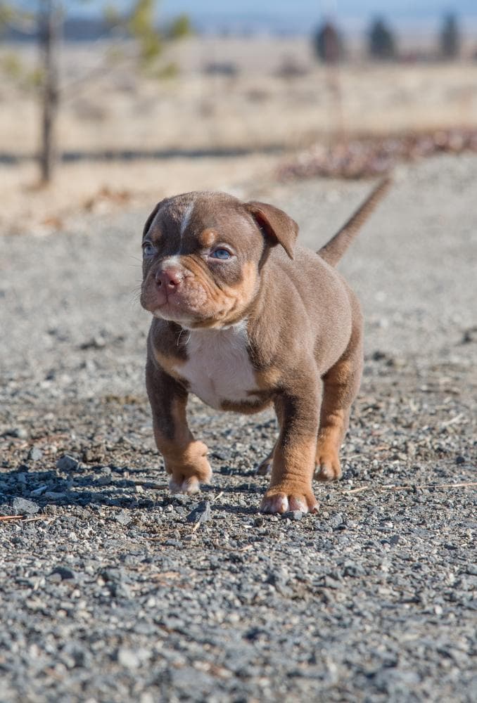 BJ breeder image 40