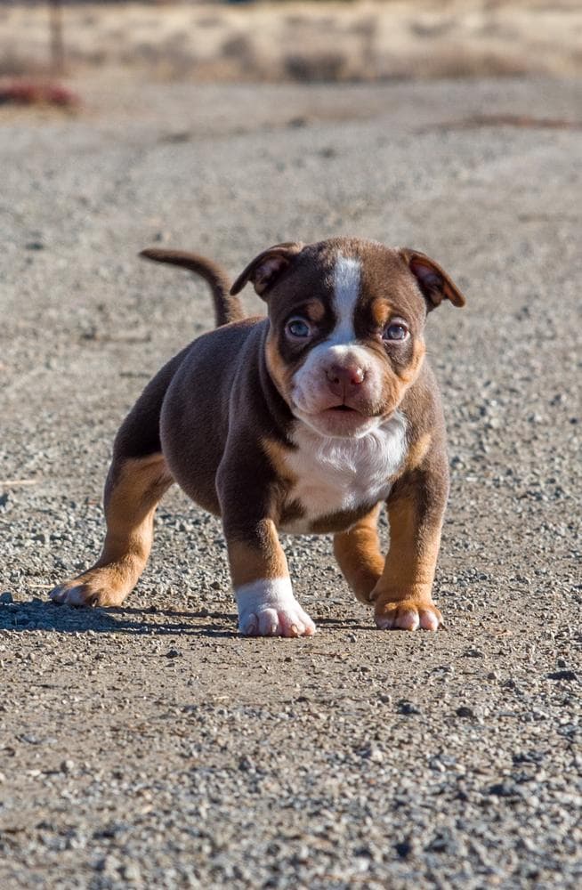 BJ breeder image 42