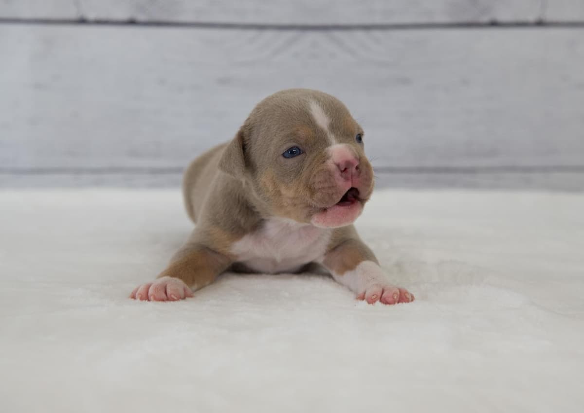 BJ breeder image 43