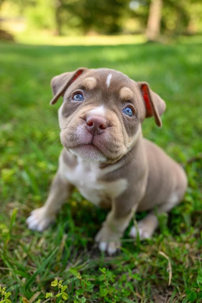 BJ breeder image 49