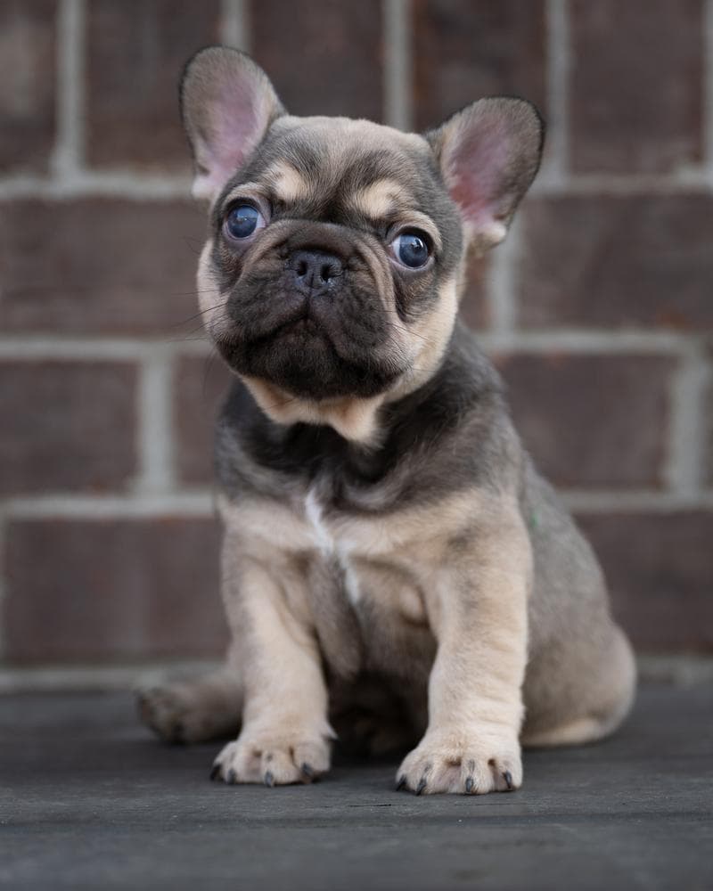 BJ breeder image 9