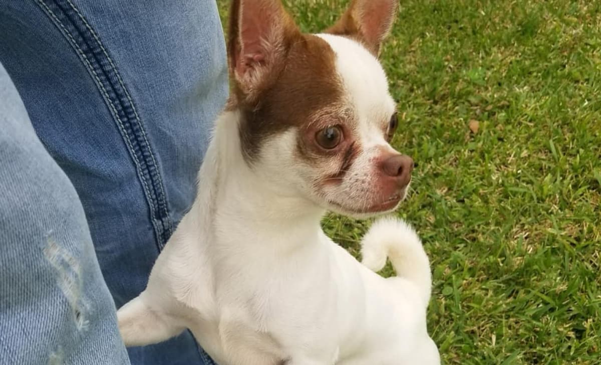 Percy breeder image 1