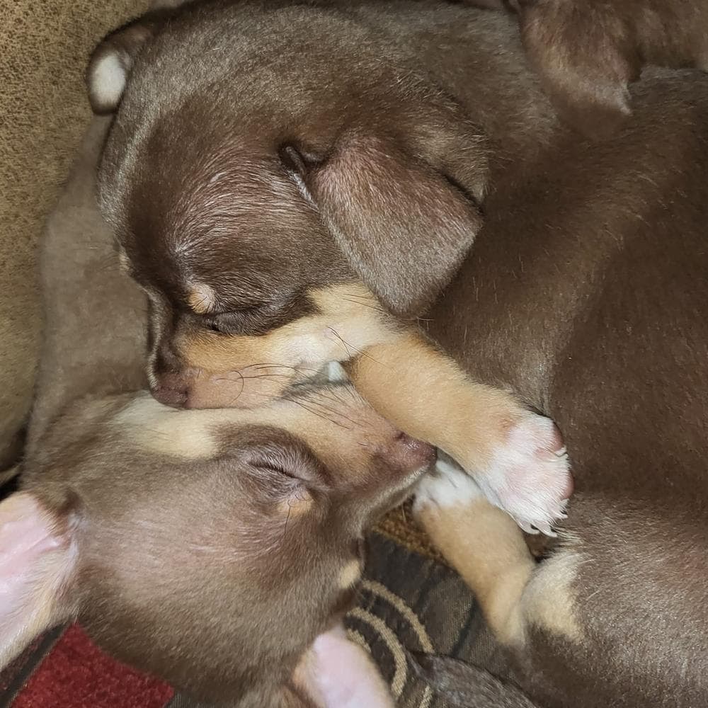 Percy breeder image 2