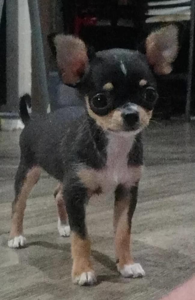 Percy breeder image 3