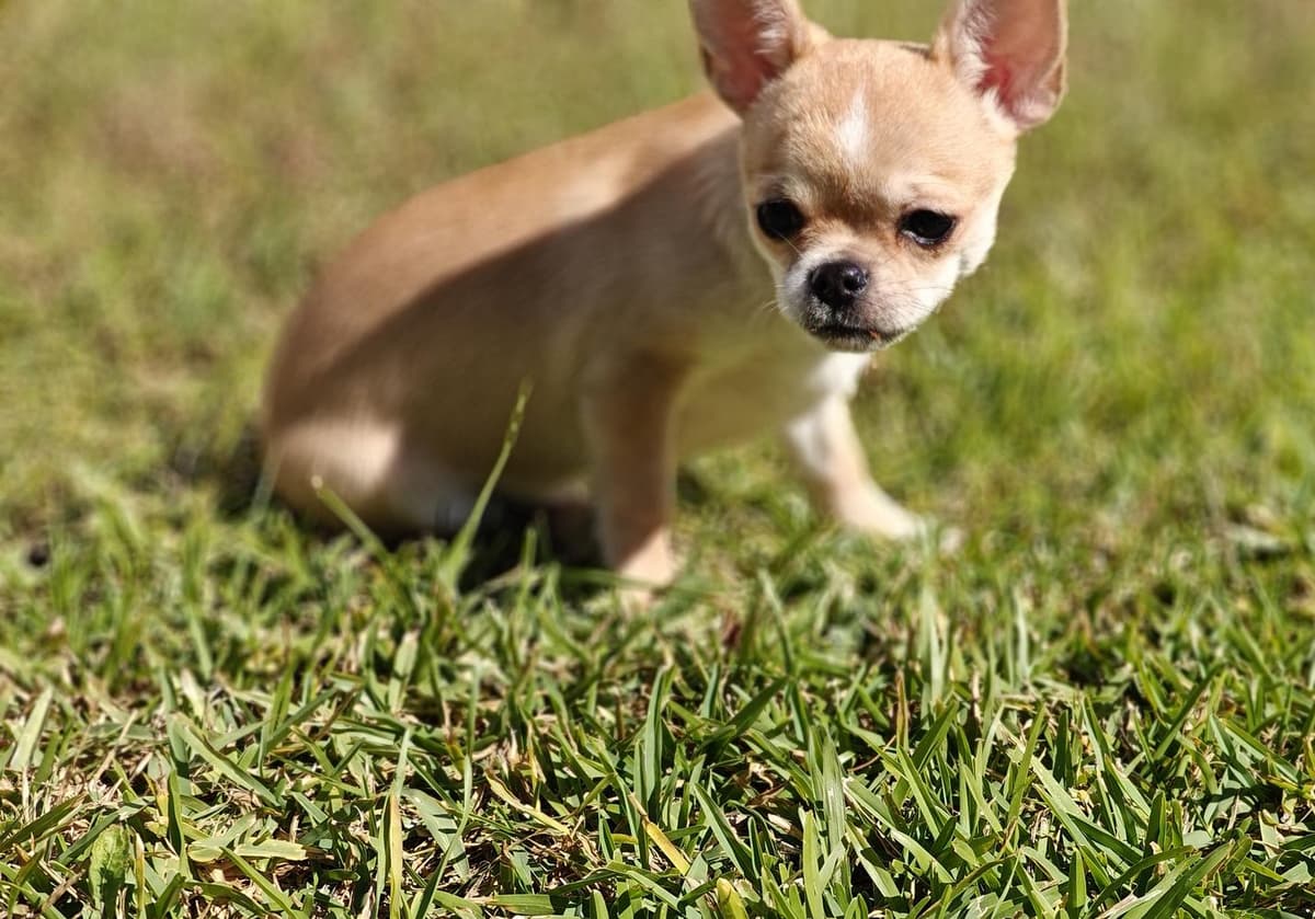 Percy breeder image 4
