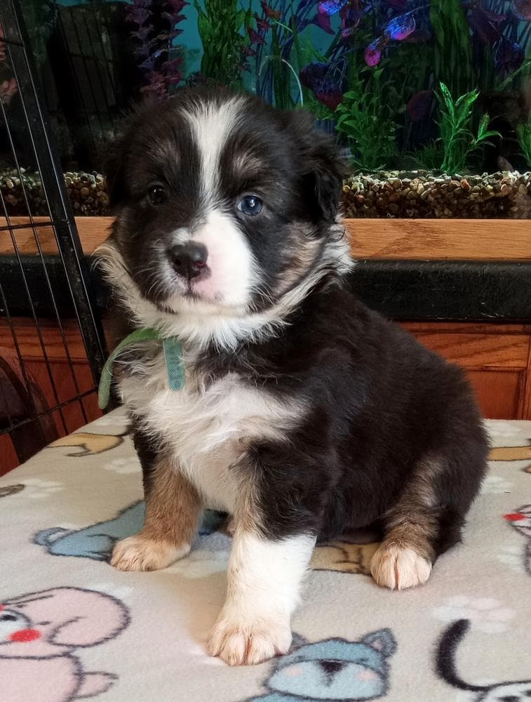 Jessy breeder image 4