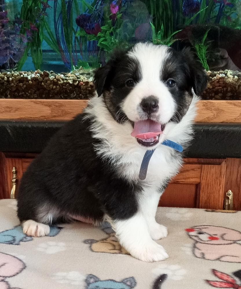 Jessy breeder image 10