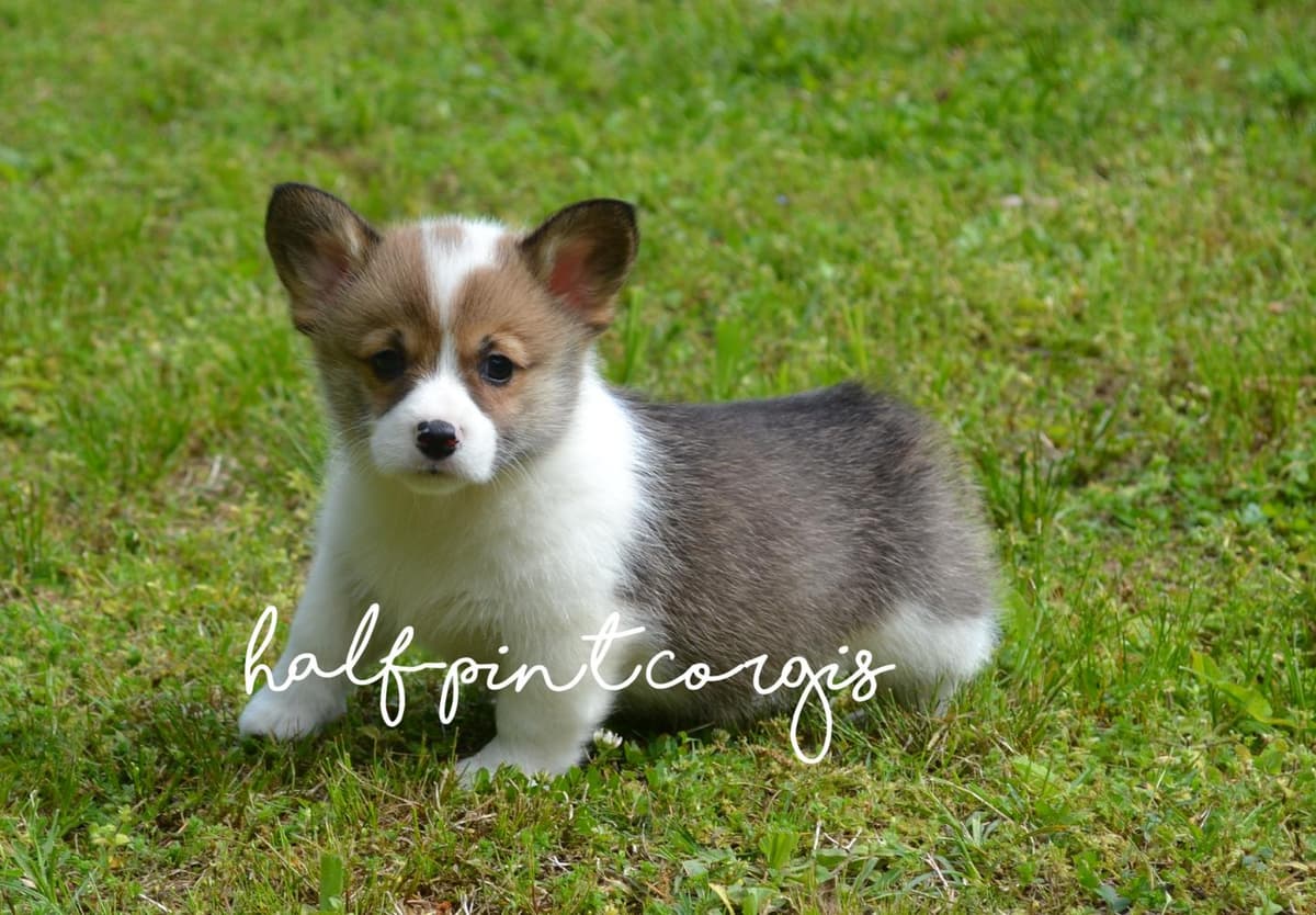 Hail breeder image 4