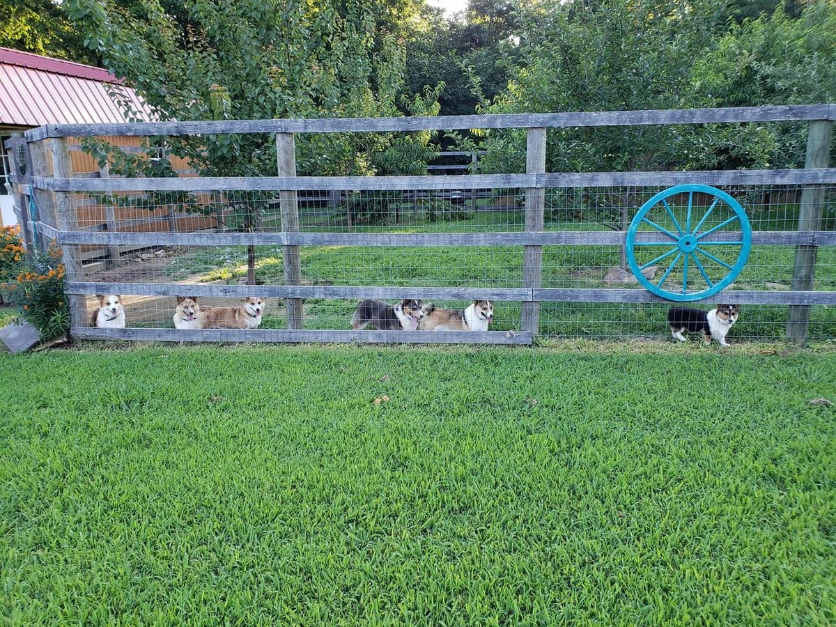 Hail breeder image 43