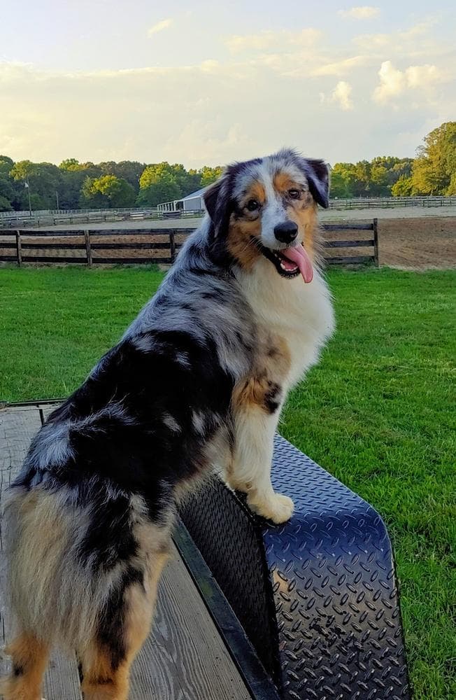 Larry, Curly, Moe breeder image 3