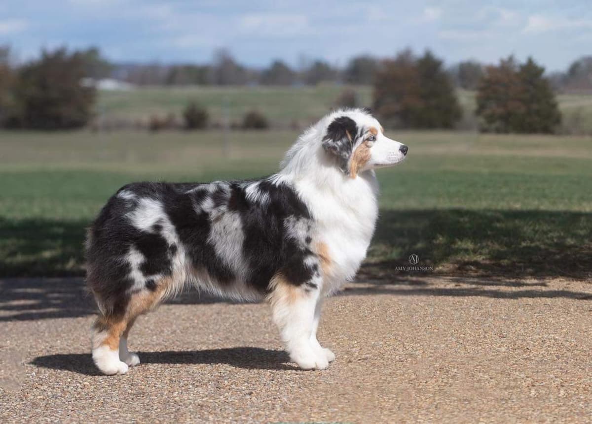 Larry, Curly, Moe breeder image 11