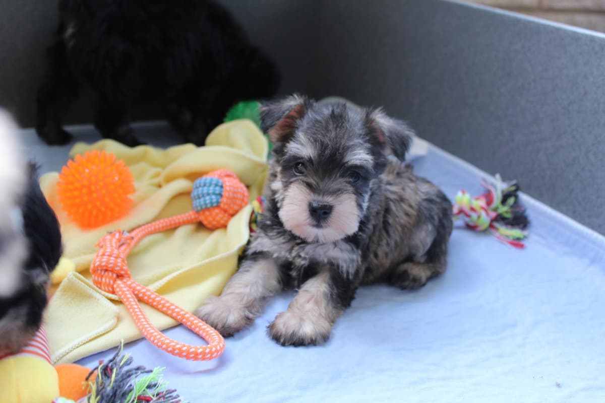 Casper breeder image 11