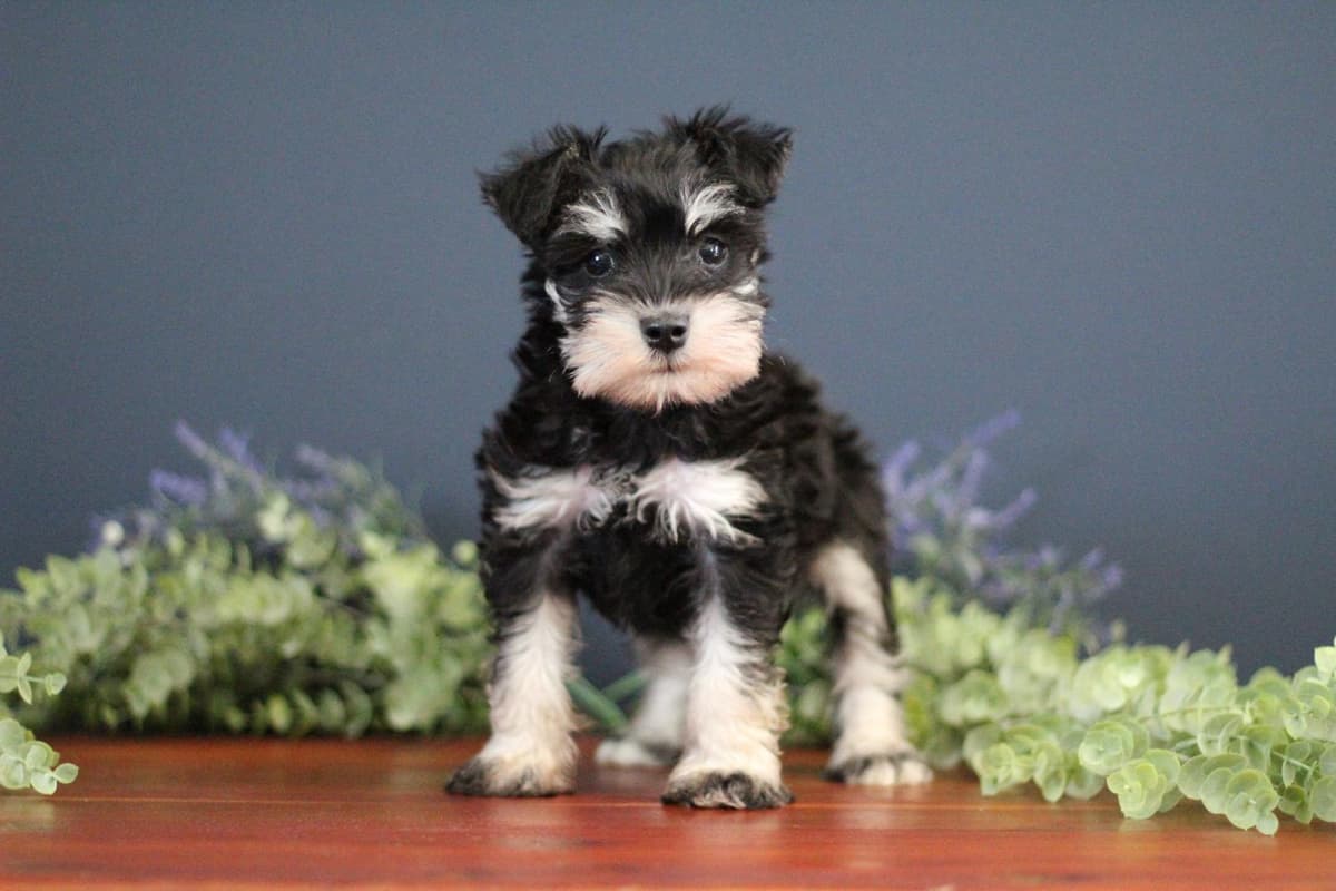 Casper breeder image 13